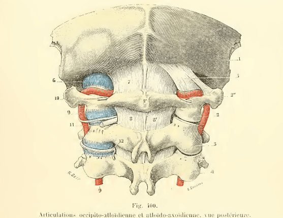 cervicales-hautes