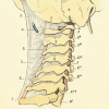 cervicales-post cervicales-post