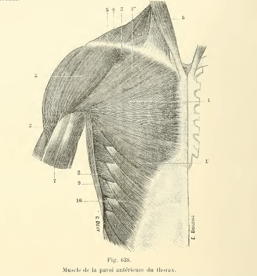 epaule