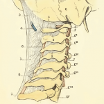 cervicales2