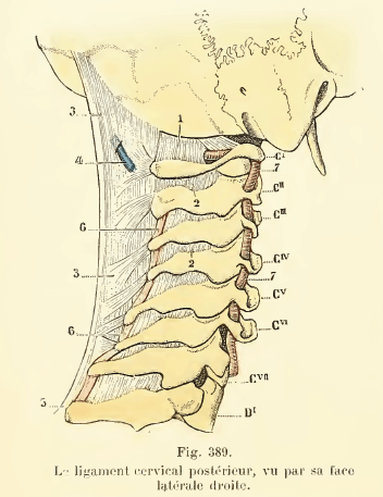 cervicales2