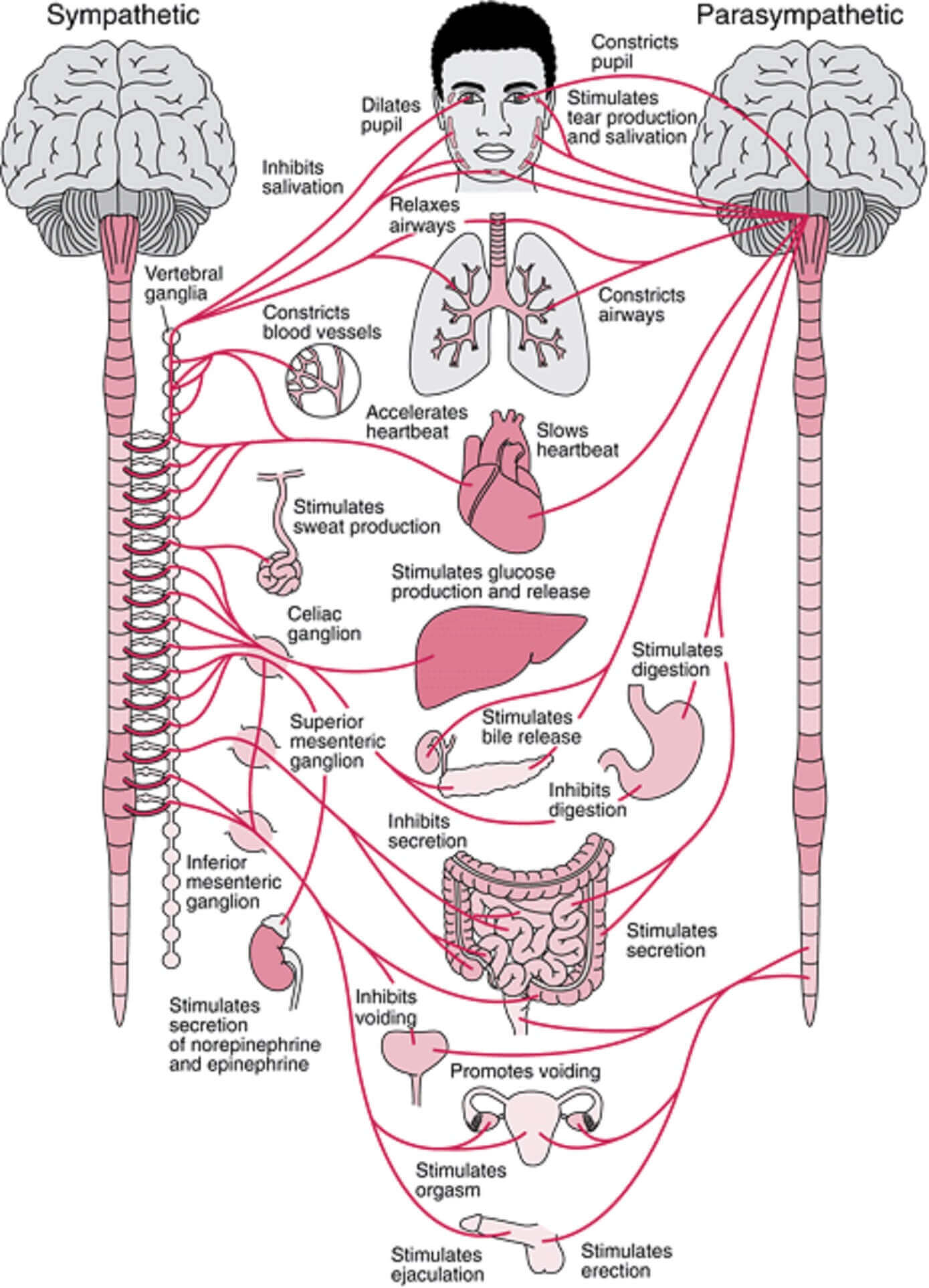 autonomic-nervous-system
