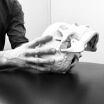 Osteopathy-Cranial